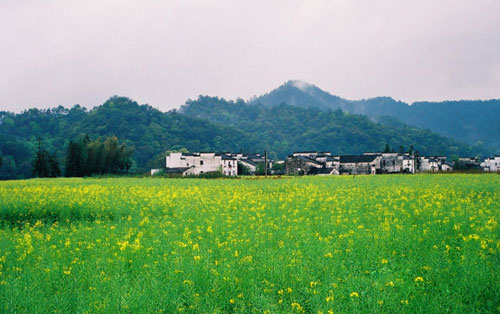 为农村新经济导航