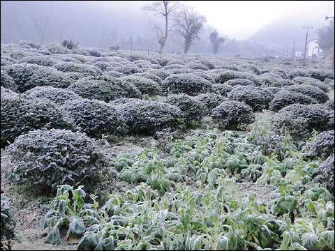 北方地区需防初霜冻影响